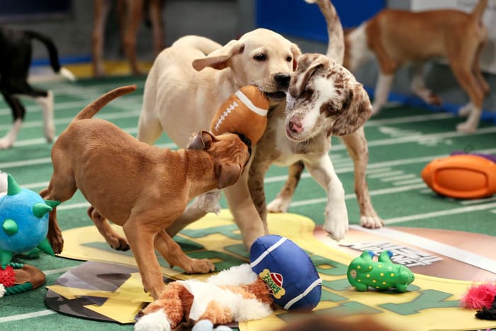 Puppy-Bowl-X(1).jpg